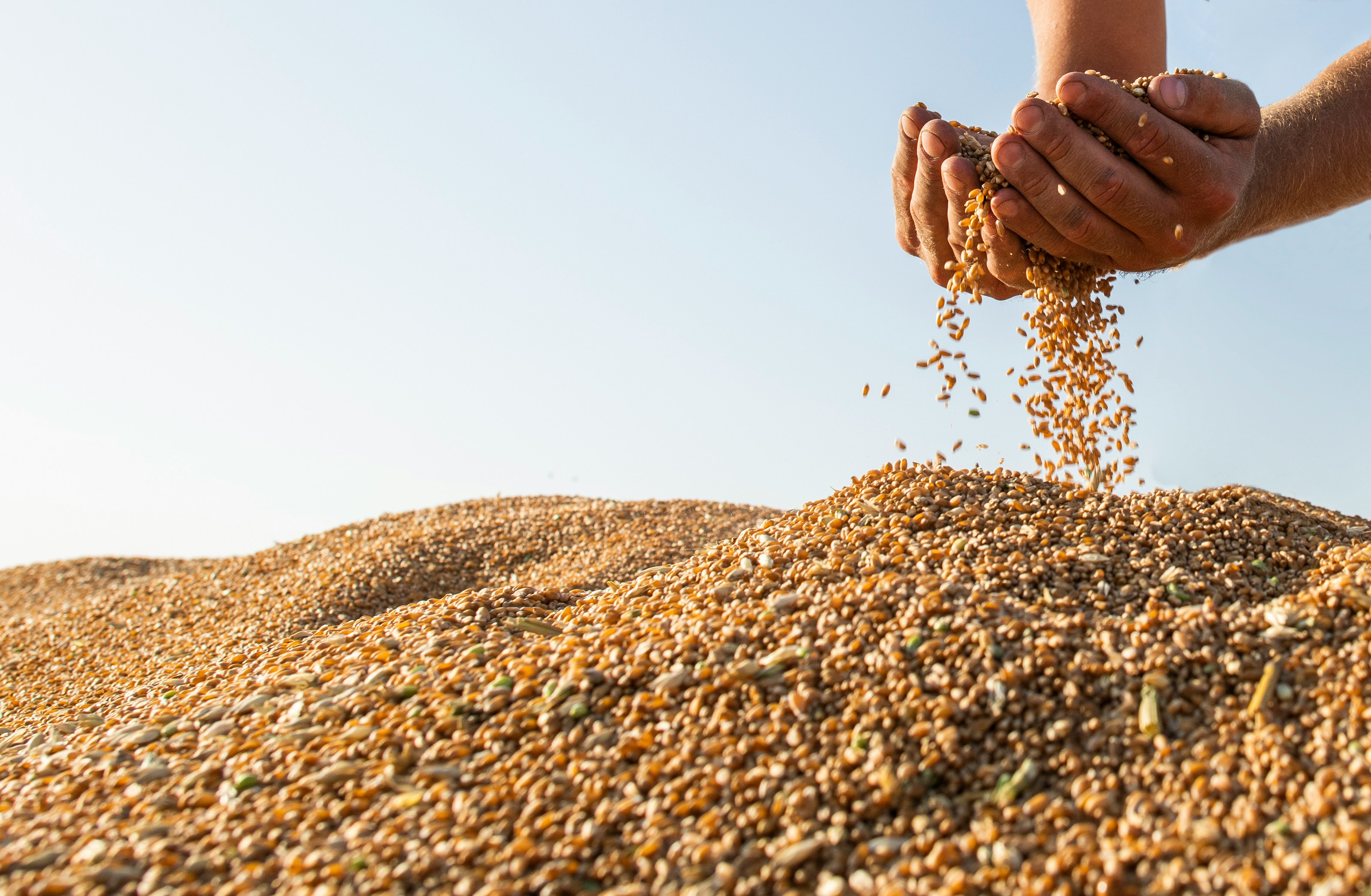 hands full of grain