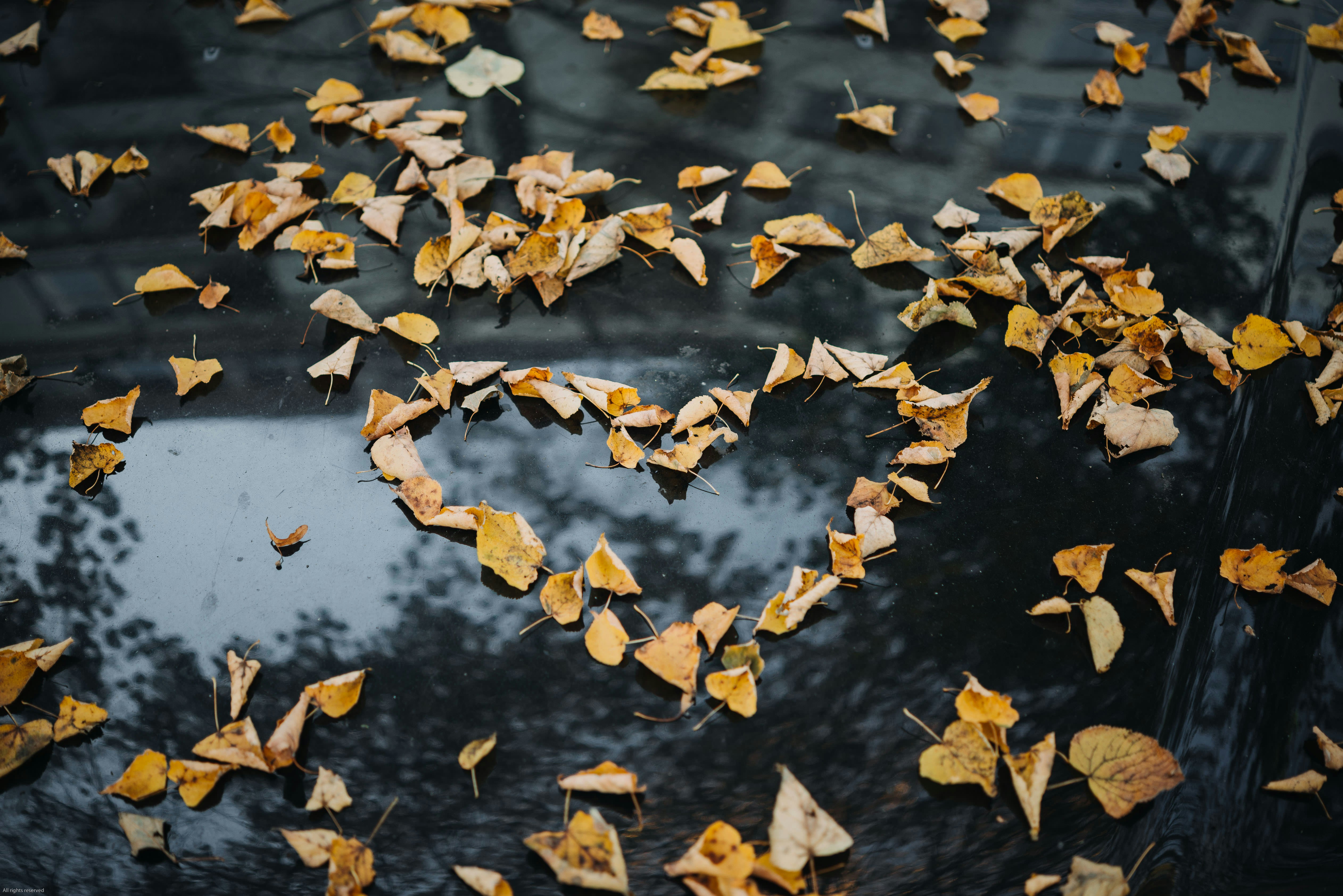 scattered leaves in the shape of a heart