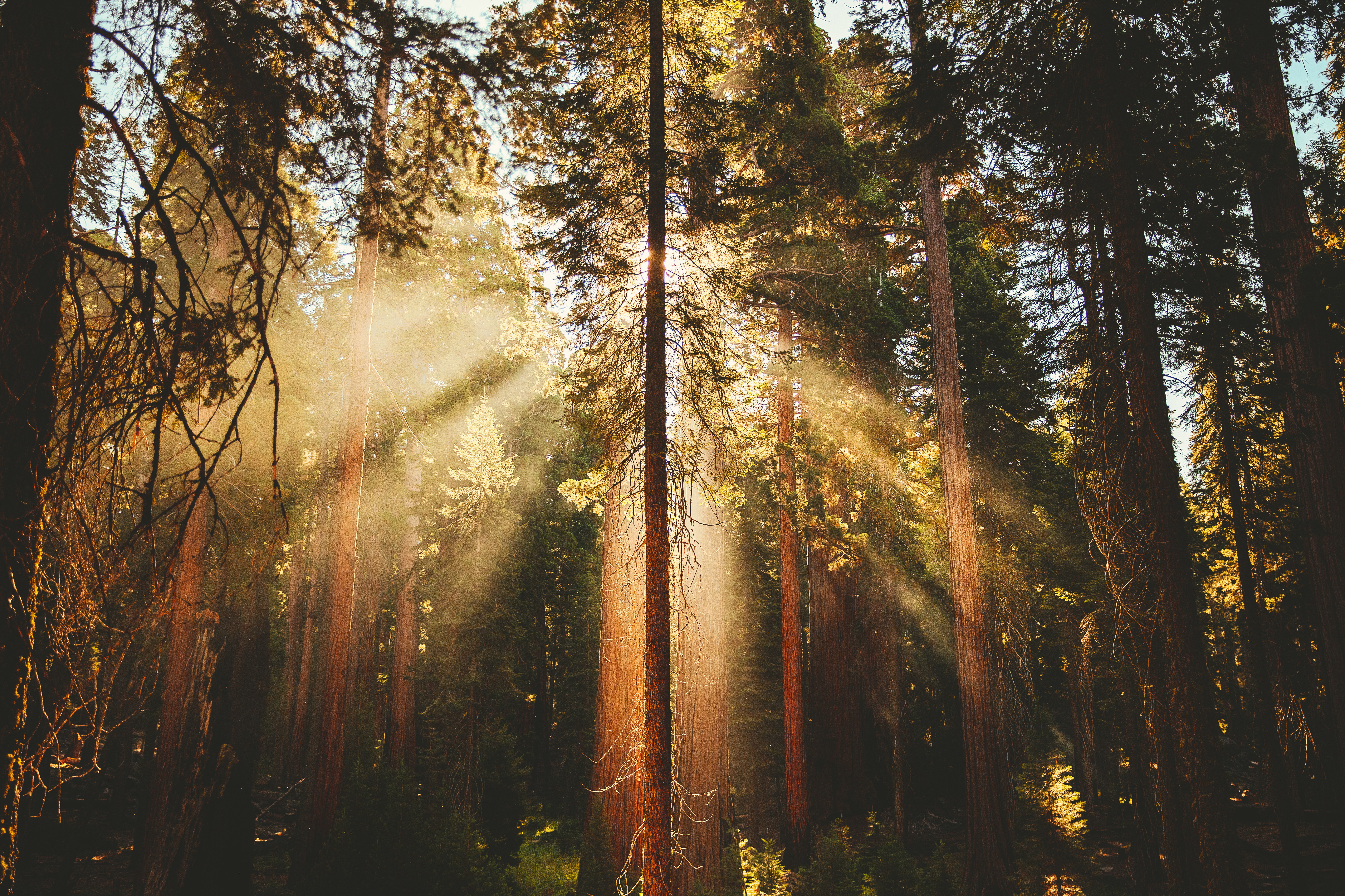 sunlight shining through trees